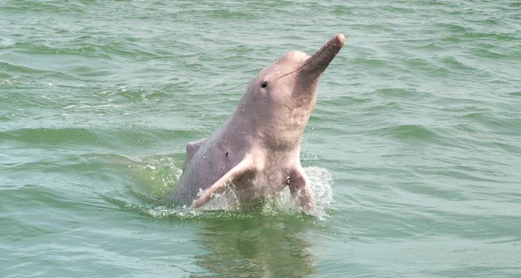Rare pink dolphin leaps from the green sea near the surface, splashing water around its sleek body.