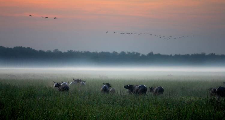 Un troupeau de buffles paît dans les zones humides couvertes de brume à l'aube, avec des oiseaux se découpant sur le ciel aux teintes pastel.
