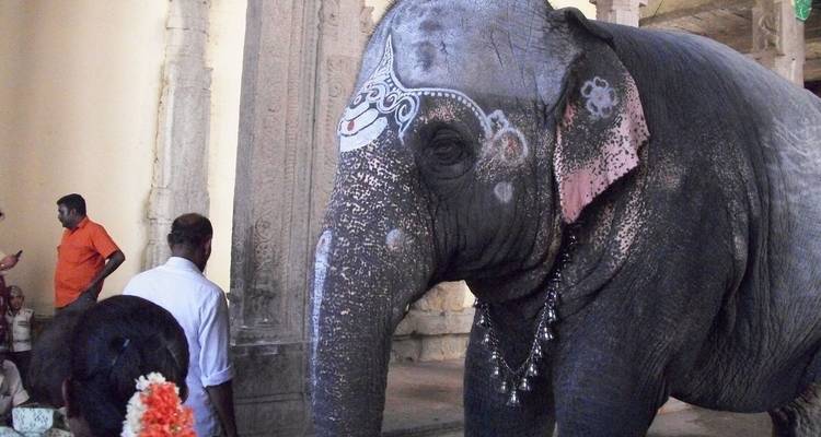 Ein geschmückter Tempelelefant empfängt Opfergaben in einem steineren Mandapa, während sich Besucher in der Nähe aufhalten.