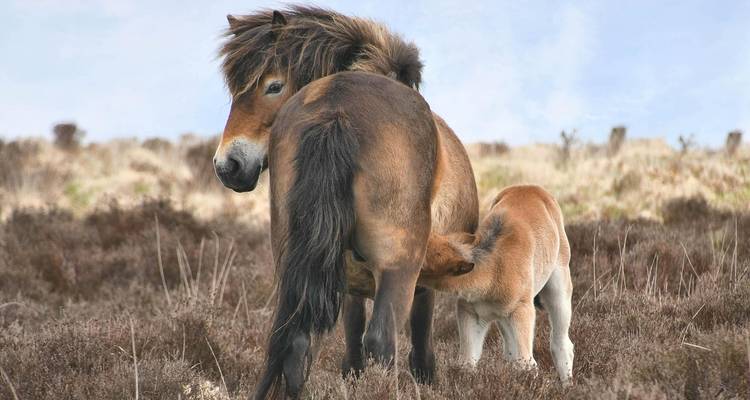 Exmoor pony mare nurses her foal amid heathery moorland vegetation.