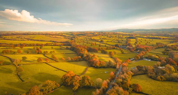 Aerial view of patchwork green and golden fields divided by hedgerows and autumn-coloured trees in soft evening light.
