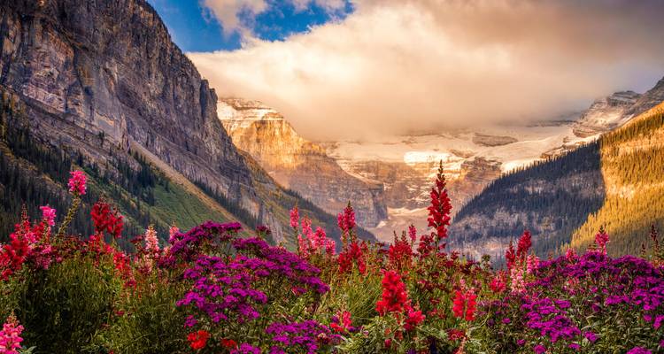 Vibrant wildflowers in a Rocky Mountain valley with cliffs and lingering glaciers in dramatic light.