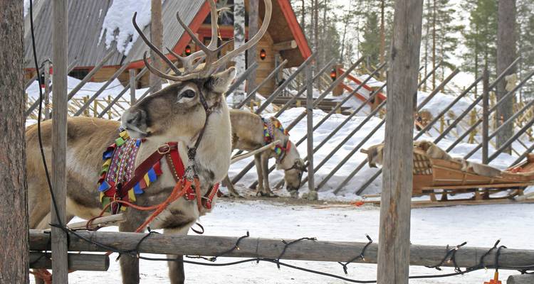 Decoratively harnessed reindeer standing in a snowy forest corral next to traditional wooden sleds.