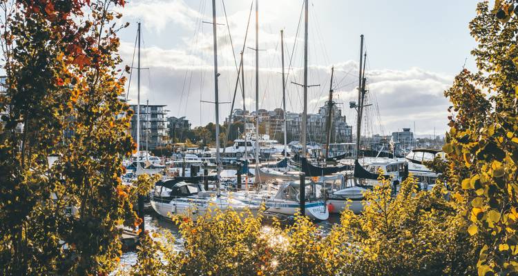 Marina filled with sailboats framed by autumn foliage with modern waterfront buildings behind.