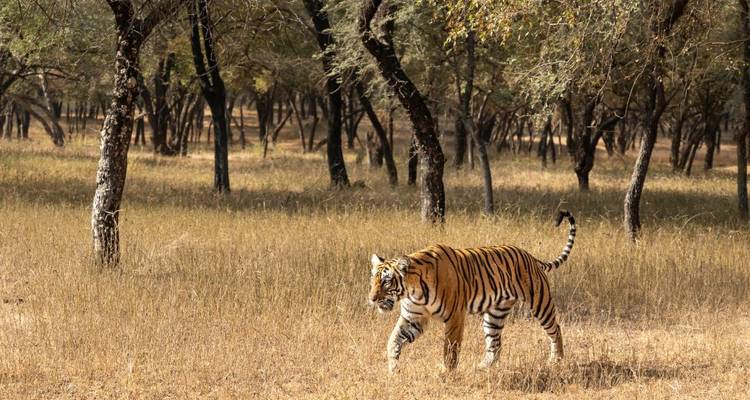 Bengal tiger walking through dry grassland with scattered trees in a forest reserve
