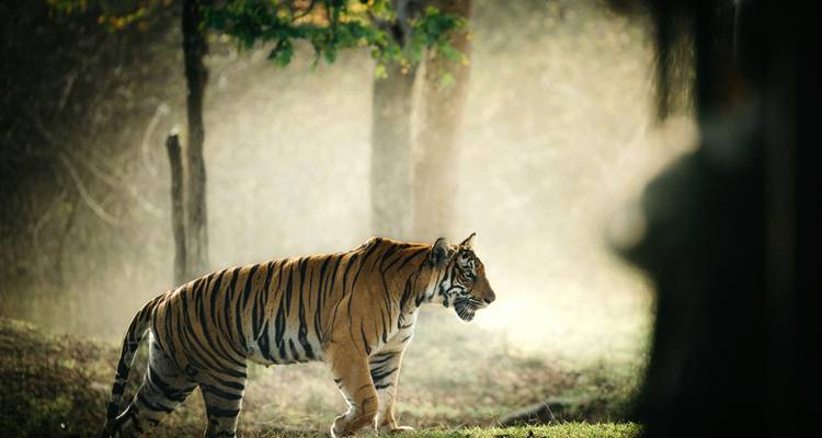 A Bengal tiger strides through a misty forest clearing, golden light highlighting its stripes.