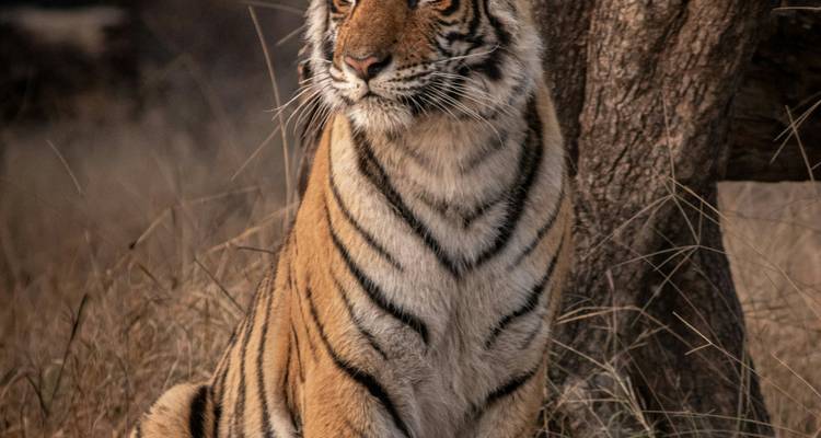 A seated Bengal tiger stares into the distance, framed by dry grasses and a tree trunk.