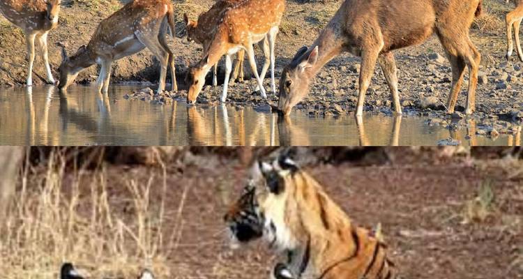 Composite image showing spotted deer drinking at a waterhole above a resting tiger in dry forest.