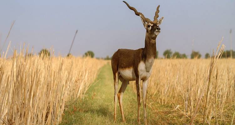 A solitary blackbuck antelope stands alert in a harvested field framed by a clear blue sky.