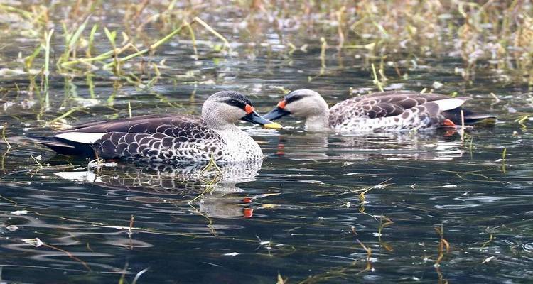 Two spot-billed ducks paddle peacefully on a vegetation-filled lake surface.