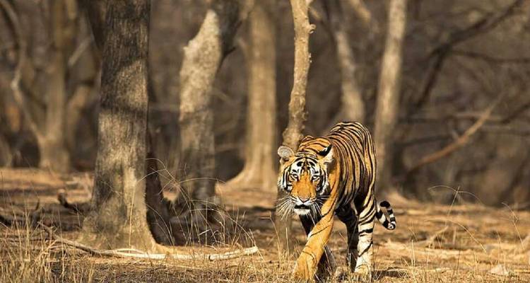 A Bengal tiger strides through a sun-dappled forest clearing, eyes focused ahead.