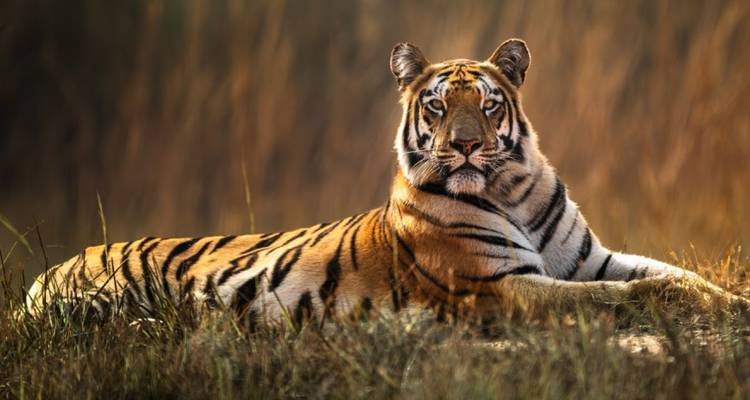 A majestic tiger lounges in tall back-lit grass with warm golden tones.