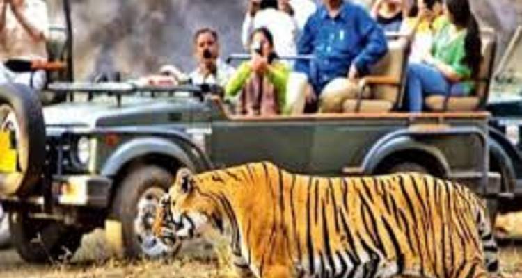 A safari jeep packed with tourists photographs a tiger walking past in the reserve.