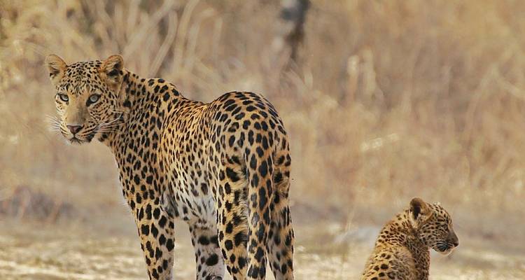 A leopard stands protectively beside its cub against a dry, golden woodland backdrop.