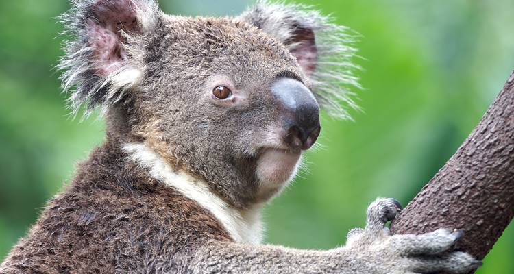 Portrait en gros plan d'un koala s'accrochant à une branche d'arbre dans une verdure luxuriante.