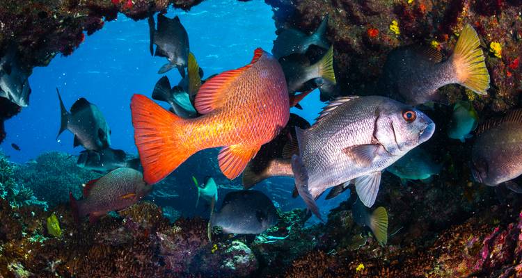 Vibrant underwater scene with colorful reef fish swimming around coral formations.
