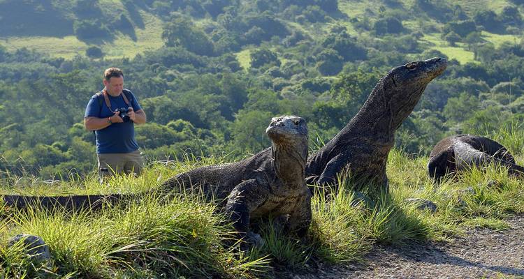 A traveller photographs two imposing Komodo dragons standing alert on grassy terrain with forested hills behind.