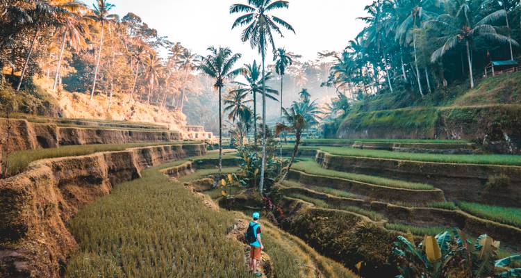 Backpacker standing among tiered rice paddies and tall palms in early morning haze.