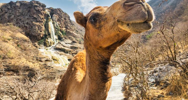 Neugieriges Kamel in Nahaufnahme auf Bergpfad mit kleinem Wasserfall im felsigen Hintergrund.
