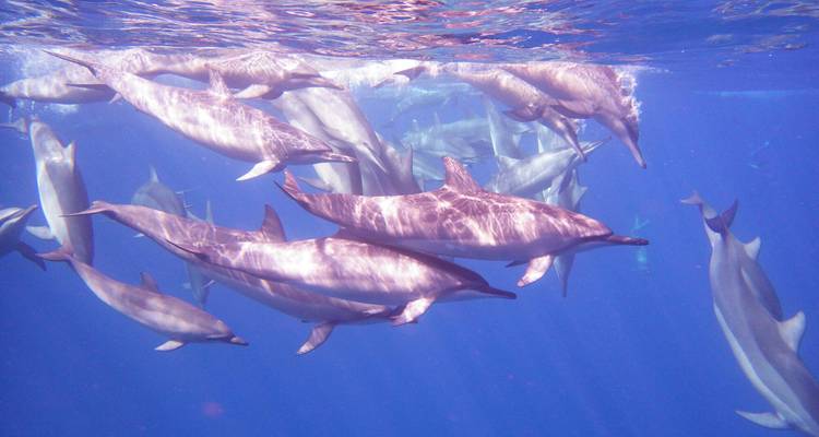 Großer Delfinschwarm, der unter Wasser im klaren blauen Ozean schwimmt.