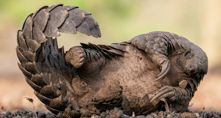 Close-up of a pangolin curled defensively on a sandy forest floor showing intricate scales.
