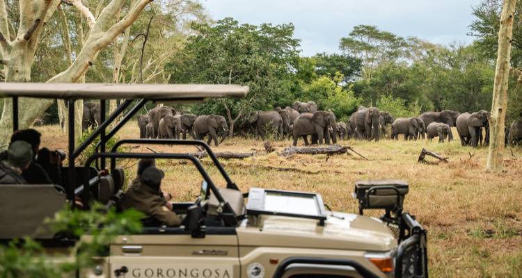 Open safari vehicle observing a large herd of elephants among trees in Gorongosa National Park.