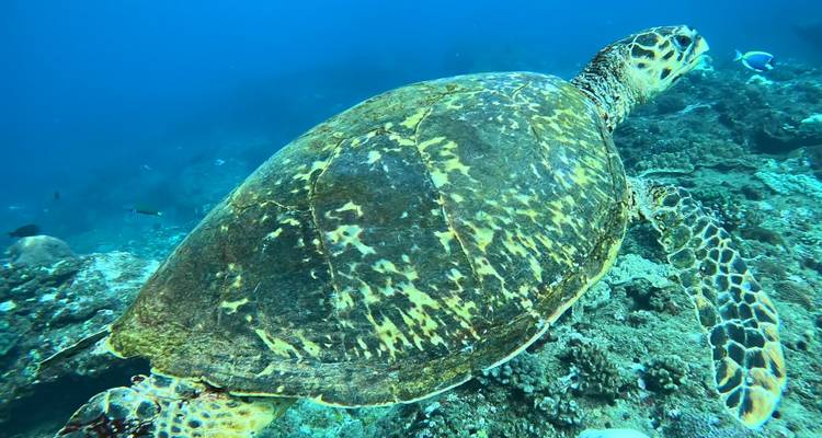 Large hawksbill sea turtle gliding over a vibrant coral reef in clear tropical water.