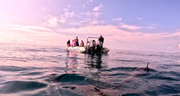 Rigid-inflatable boat carrying tourists on calm open ocean under pastel skies, with a dolphin surfacing in the foreground.
