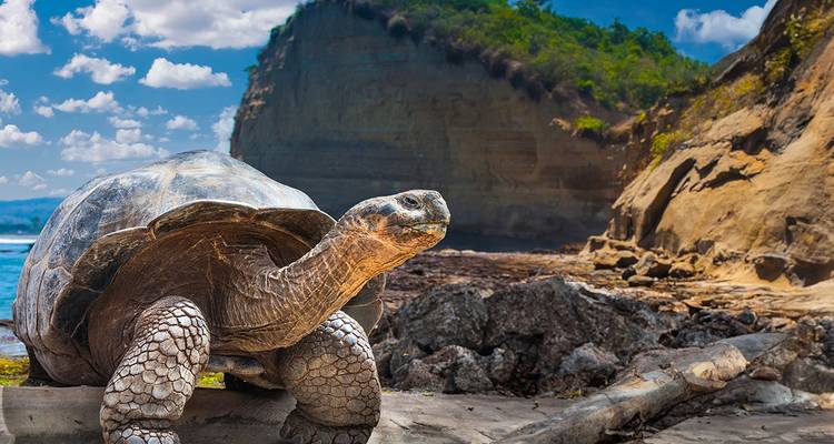 Riesige Galapagos-Riesenschildkröte an einer felsigen Küstenlinie mit dramatischen Klippen und blauem Himmel im Hintergrund.