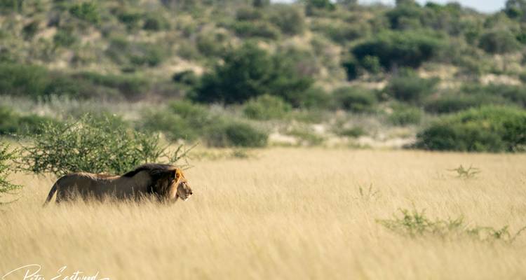 Lone lion pacing through tall grass in the Kalahari