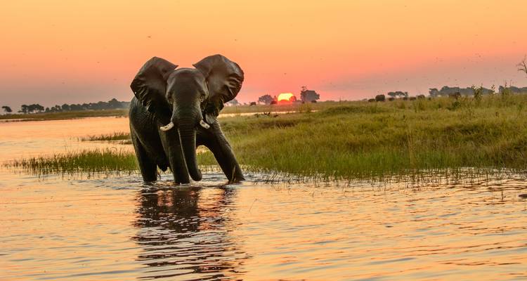 Majestic elephant wading through river at orange sunset with sun dipping behind trees