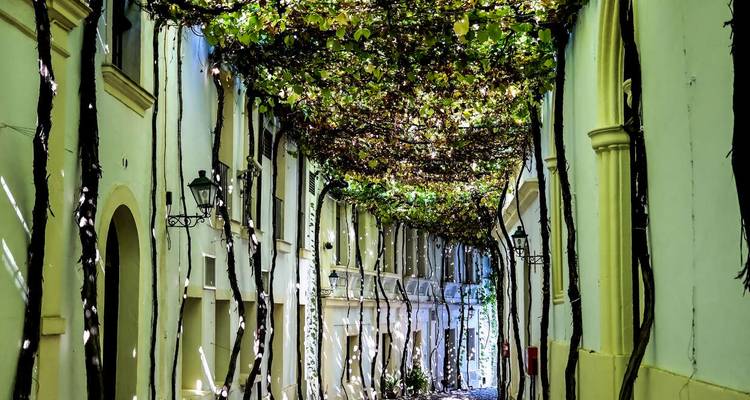 Callejón estrecho cubierto por gruñas vides que crean un túnel verde con luz moteada.