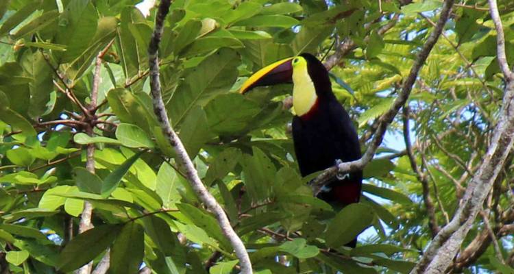 Toucan coloré perché sur une branche d'arbre entouré d'un feuillage luxuriant.