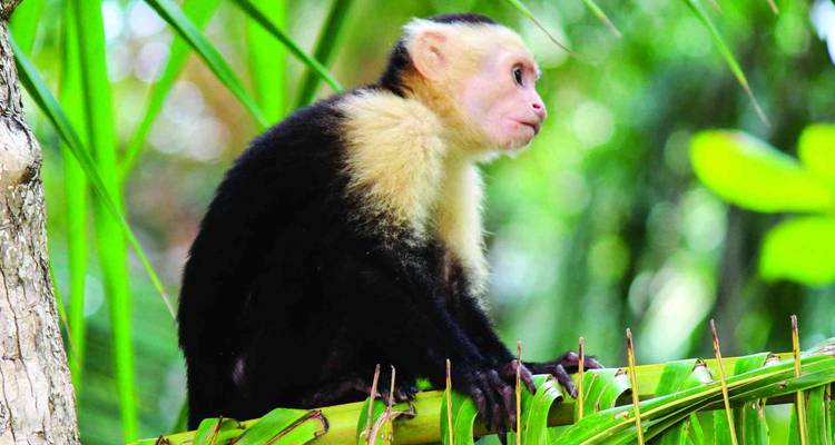 Singe capucin à face blanche perché sur une fronde de palmier dans une verdure tropicale éclatante.