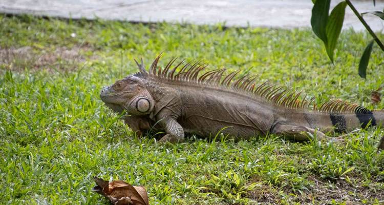 Grand iguane se reposant sur l'herbe verte près d'un sentier dans un environnement tropical.