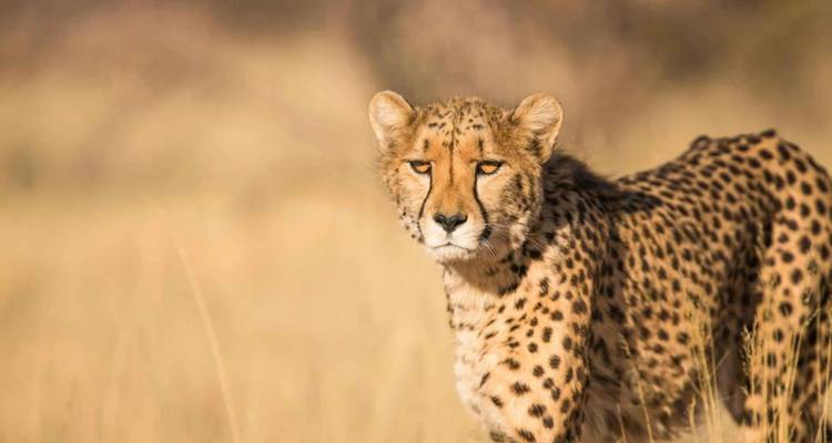 Close-up portrait of a cheetah standing alert in tall golden grass.