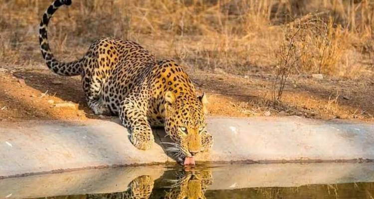 Leopard crouches to drink from a waterhole, its reflection visible on the surface.
