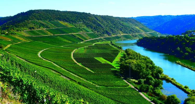 Vista panorámica de viñedos verdes en terrazas a lo largo de un río sinuoso que atraviesa colinas boscosas
