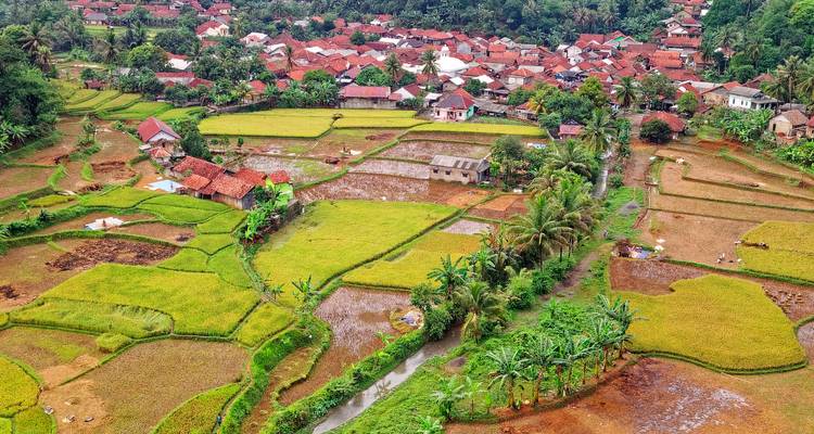 Vista aérea de arrozales exuberantes, casitas, palmeras y canales de riego en el campo
