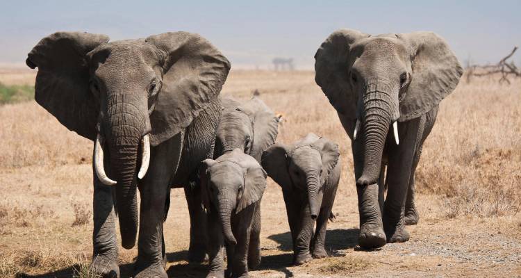 Herd of African elephants, adults and calves, walking together across dry savanna.