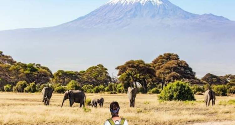 Traveler watches a herd of elephants graze on golden savannah with snow-capped Kilimanjaro towering behind