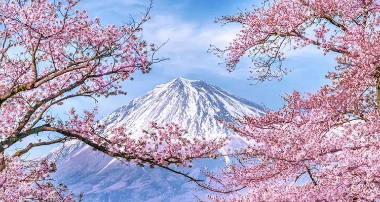 Le Mont Fuji enneigé encadré par des branches de fleurs de cerisier roses en fleur sur un ciel bleu clair.