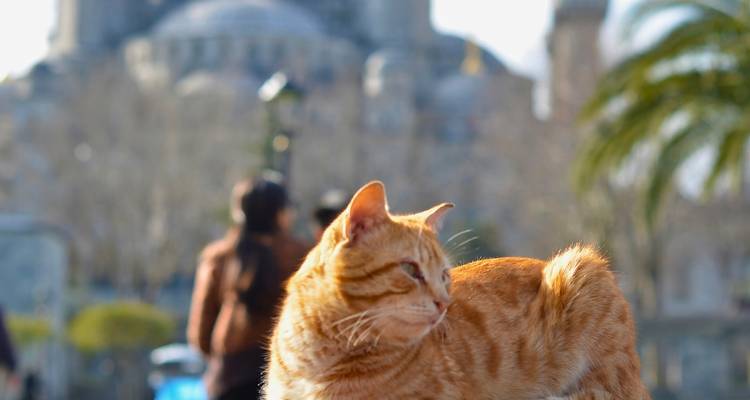 Gato rojizo en enfoque con personas desenfocadas y una mezquita con cúpula de fondo.