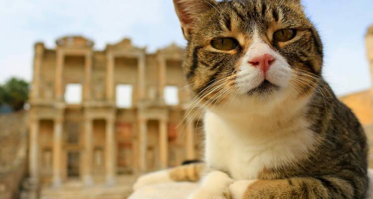 Primer plano de un gato con las ruinas de la antigua Biblioteca de Celso suavemente desenfocadas detrás.