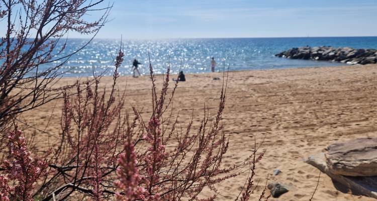 Sandy beach scene with sun-sparkled sea in the background and blurred flowering shrub in foreground