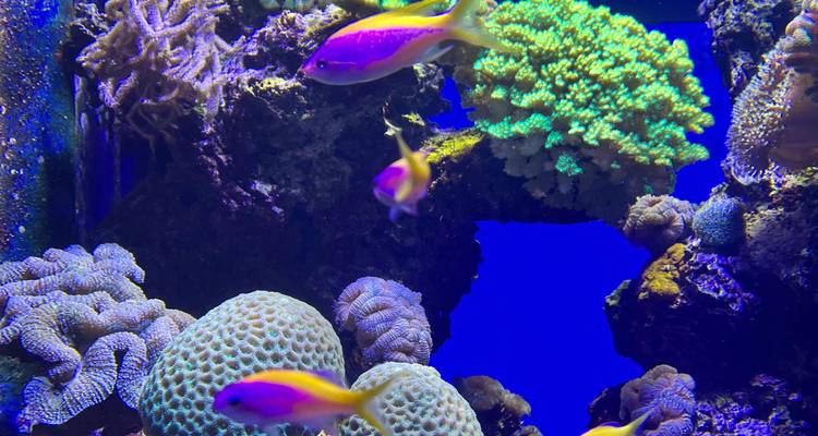 Brightly lit aquarium with vibrant pink and yellow fish swimming among corals against deep blue water