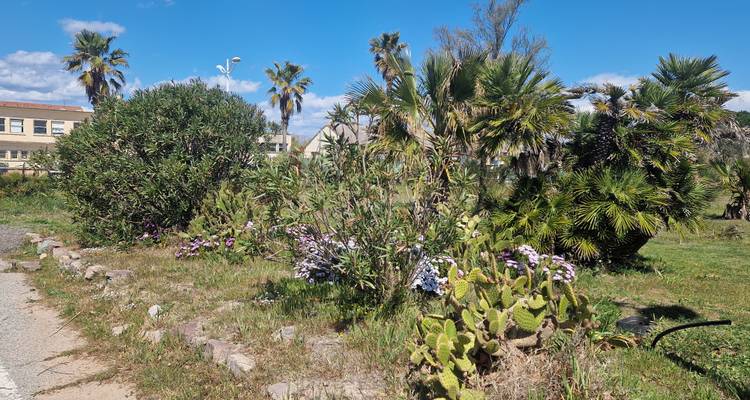Sunny garden patch with palms, cacti and oleander beside a paved lane under blue sky