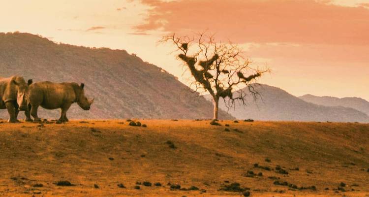 Deux rhinocéros errent dans une savane ocre ouverte avec un arbre tordu solitaire et des crêtes montagneuses brumeuses illuminées par un ciel de coucher de soleil chaleureux.