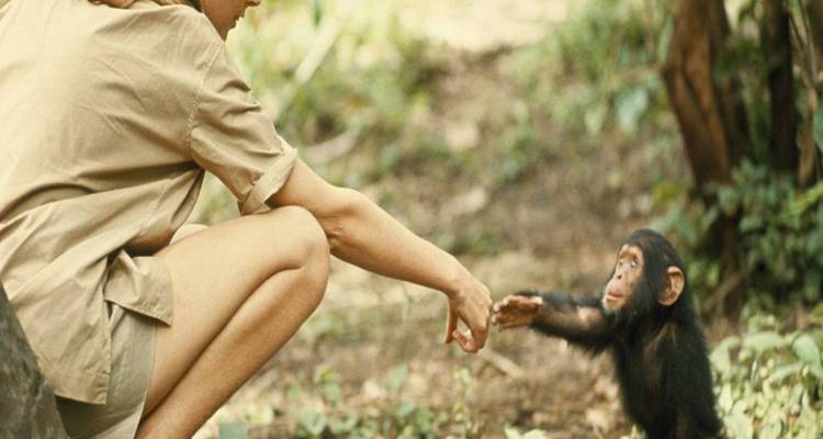 A woman gently extends her hand toward a young chimpanzee in a forest clearing.