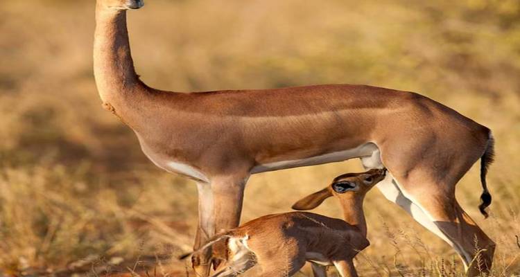 An impala doe nurses her fawn amid golden savanna grasses.
